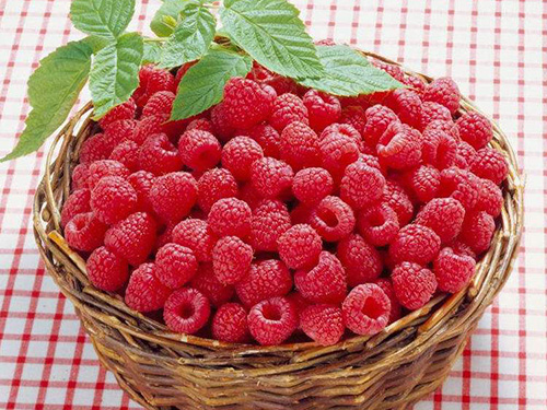 孕妇能吃树莓吗