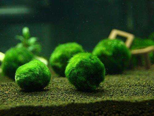 水中绿藻的功效与作用
