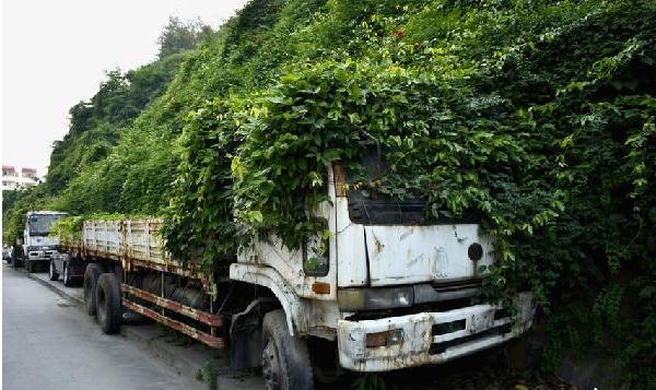 湖北十堰现"最牛僵尸车"藤蔓爬满车身(3)