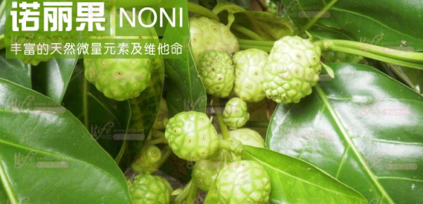 诺丽果原液的天然作用-诺丽果(Noni)