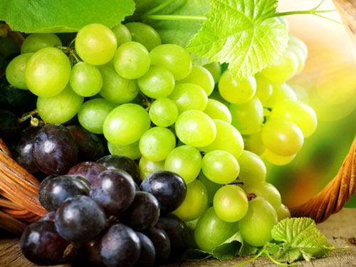 天狮螺旋藻专家推荐免疫力低下吃什么食物好-