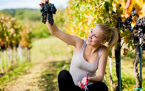 美商婕斯白藜芦醇老人家吃了竟然!-美商婕斯(J