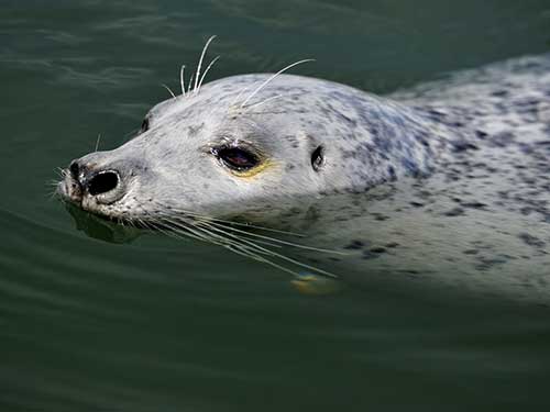 啥是海狗 8_20171227180529543_4.jpg