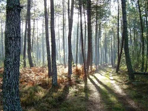 法国碧萝芷对女性的作用-碧萝芷(Pycnogenol)-