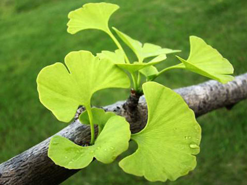 银杏叶胶囊有什么作用 对心血脑管有帮助吗