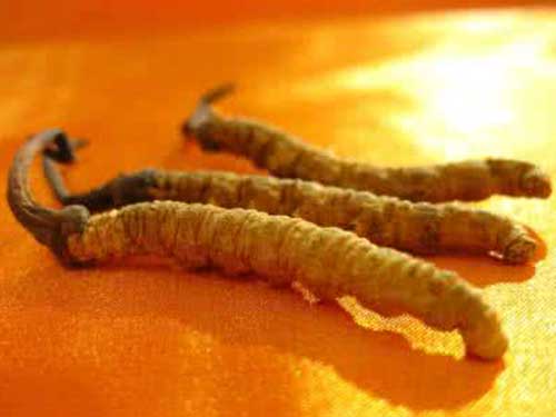 冬虫夏草的功效,肺肾两虚