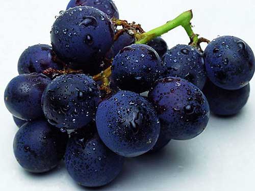 澳佳宝Blackmores葡萄籽精华的成分功效是什