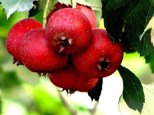 无限极告诉你血糖高的人吃什么蔬菜好-无限极