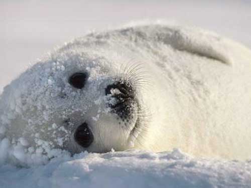 海豹油怎么吃?海豹油有什么作用?