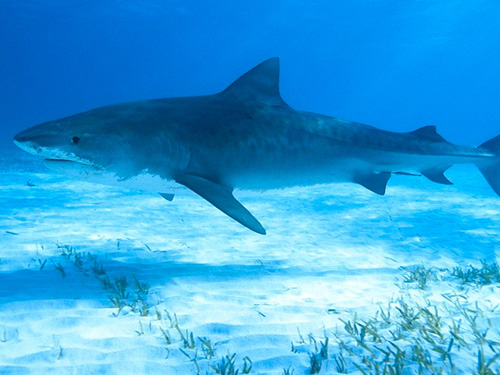 深海鱼油可抗血栓 细数鱼油的5大功效