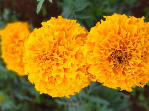 叶黄素的作用:眼睛的食粮-叶黄素(Carotenol)