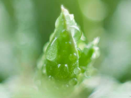 库拉索芦荟怎么用来美容教你巧用库拉索芦荟润