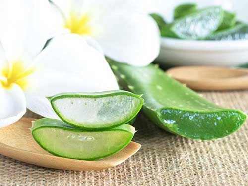 库拉索芦荟的食用方法-芦荟(Aloes)-中国美容美体网