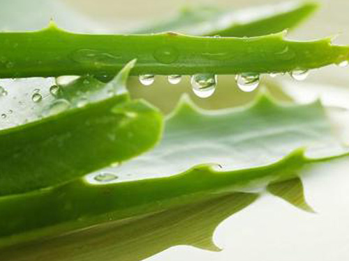 库拉索芦荟汁的美容方法 怎么用库拉索芦荟汁