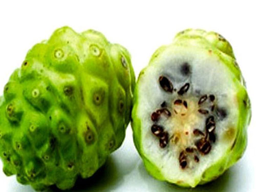 诺丽果的食用方法