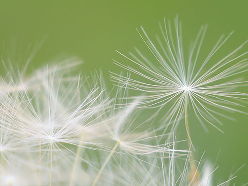 蒲公英茶的做法及其功效作用