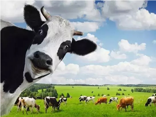 牛初乳正确吃法,牛初乳什么时候吃最好