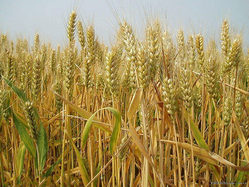 小麦胚芽油是什么