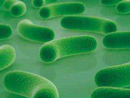 需要吃益生菌的情况有哪些