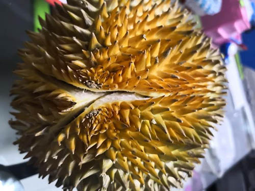 吃榴莲会上火吗