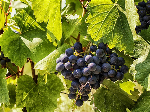 常吃葡萄籽的副作用有哪些