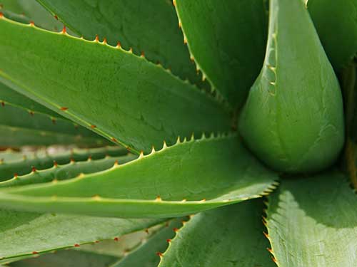 擦新鲜芦荟可以祛斑吗