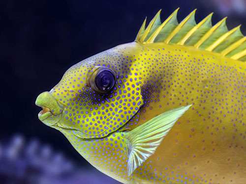 花胶多少钱一斤