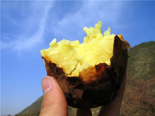 红薯发芽了还能吃吗