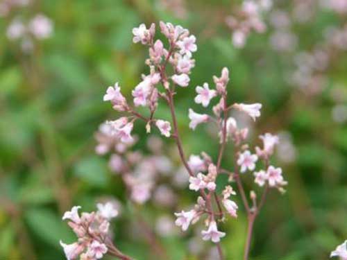 罗布麻的副作用大吗