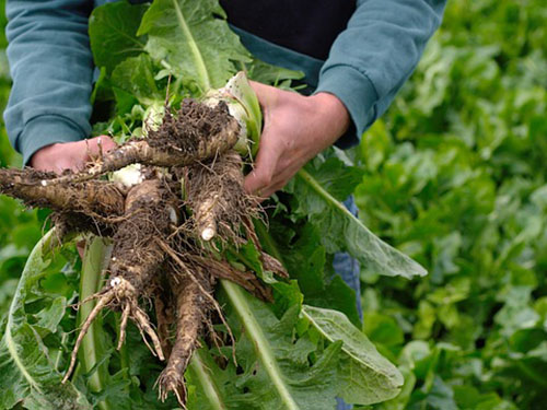 菊苣根泡水喝正确方法