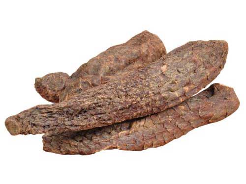 肉苁蓉的危害极大是真的吗？肉苁蓉的功效是什