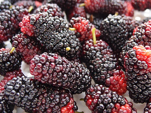 白芨多少钱一斤