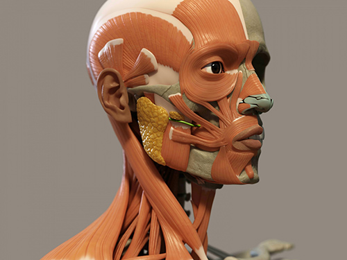 缬氨酸作用是什么