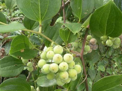 土茯苓的作用与功效