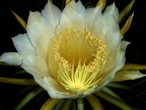 霸王花孕妇可以吃吗