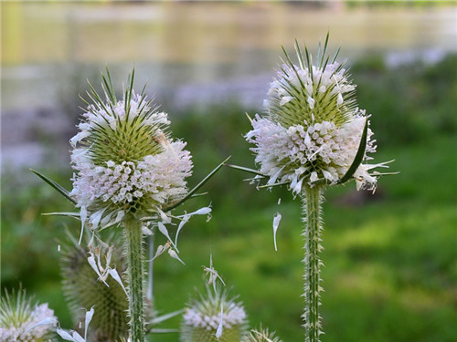苍耳子冶鼻炎好用吗