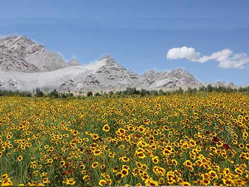 天山雪菊多少钱一斤