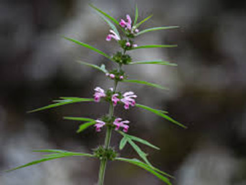 月经不调吃什么补品好