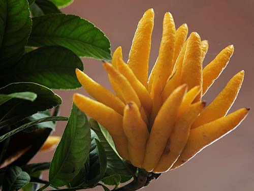 佛手的功效与营养 8_201895154653775_4.jpg