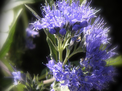 牛膝的功效与作用