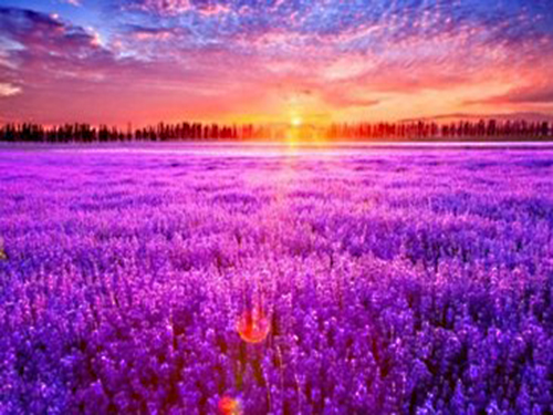 熏衣草的功效与作用
