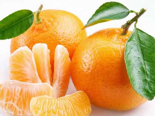 桔和橘的区别