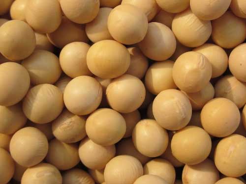 黄酮的功效与作用