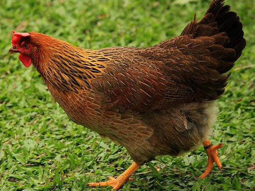 土鸡的营养价值