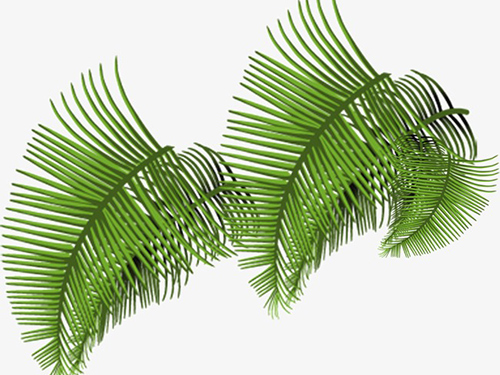 松树叶子功效与作用