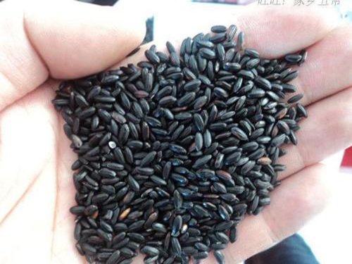 黑米黑豆黑芝麻功效
