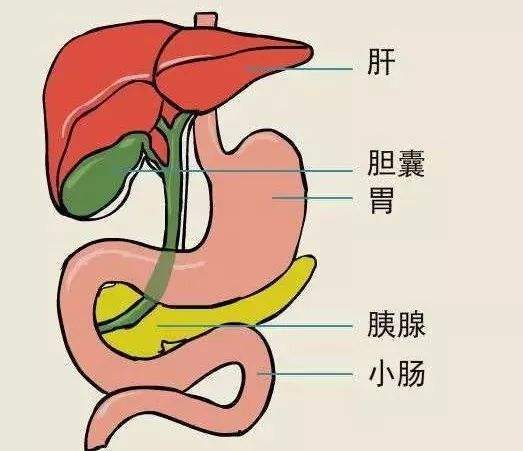 肝脏一直是人体较为重要的器官,所以肝脏也是比较容易出现疾病的肝脏