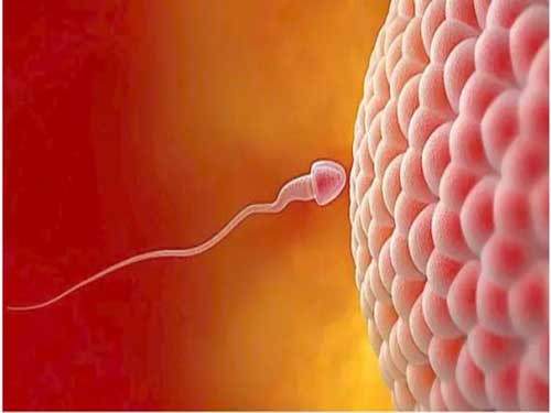 卵子质量不好怎么办