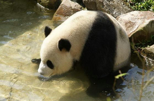 村民偶遇熊猫喝水 拉长身体伏身喝水憨态可掬