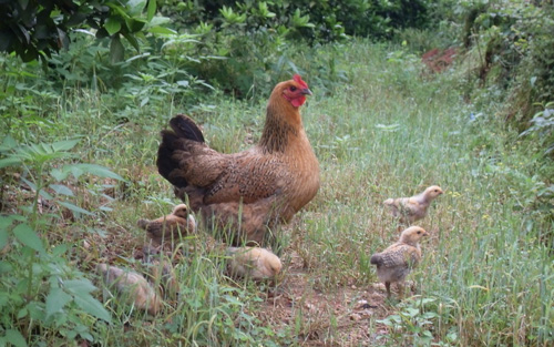 老母鸡已活27年 可谓是母鸡中的战斗机